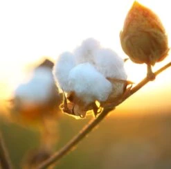 Air Wick Freshmatic Assainisseur D'Air Douceur De Katoen - Recharge - 3x250ml 14 Air Wick Freshmatic Assainisseur D'Air Douceur De Katoen - Recharge - 3x250ml -Nettoyage Produits Boutique 1200x1183 13