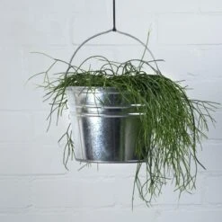 2x Seaux Zinc / Pots De Fleurs / Pots De Fleurs 6 Litres - Décoration De Jardin - Seau à Fleurs / Bac à Fleurs / Jardinière - Seau De Décoration -Nettoyage Produits Boutique 1200x1200 1490