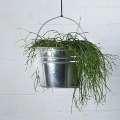 Seau En Zinc / Pot De Fleurs / Pot De Fleurs 6 Litres - Décoration De Jardin - Seau à Fleurs / Bac à Fleurs / Jardinière - Seau De Décoration -Nettoyage Produits Boutique 1200x1200 1494