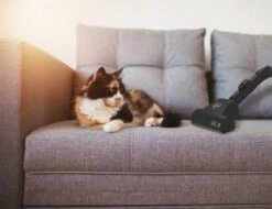 Hoover H-ENERGY 500 HE520PET 011 3,5 L Aspirateur Réservoir Cylindrique Sec 700 W Sac à Poussière -Nettoyage Produits Boutique 1200x921 1